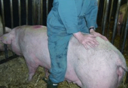 image: "https://agri.bf.uni-lj.si/Enota/html/fig/pregonitve/MK-Bukanje.png