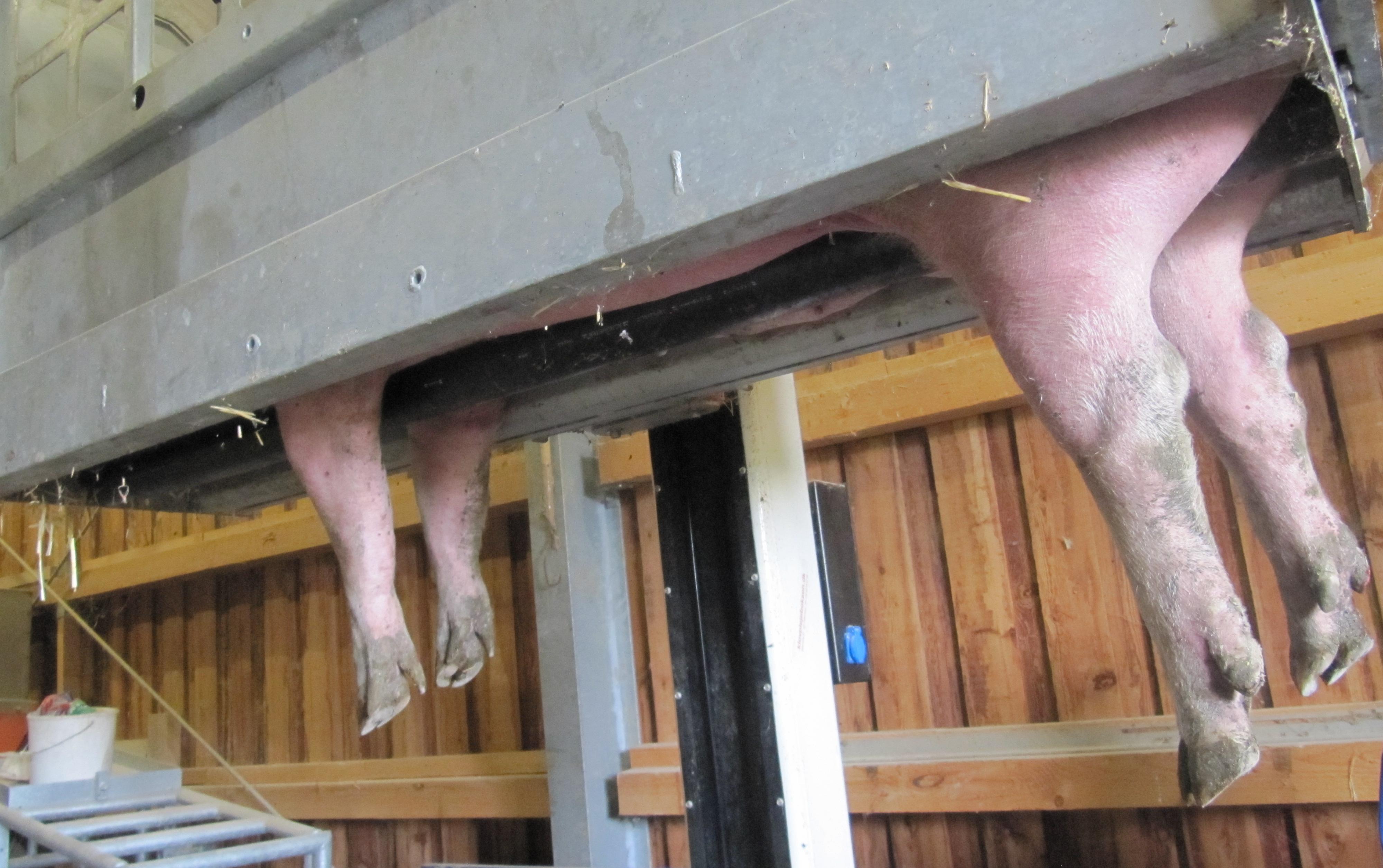 image: "image: https://agri.bf.uni-lj.si/Enota/html/fig/pregonitve/MK-NegaParkljev.jpg