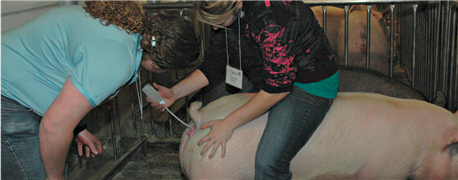 image: "https://agri.bf.uni-lj.si/Enota/html/fig/pregonitve/MK-PrivolitveniRefleks.png