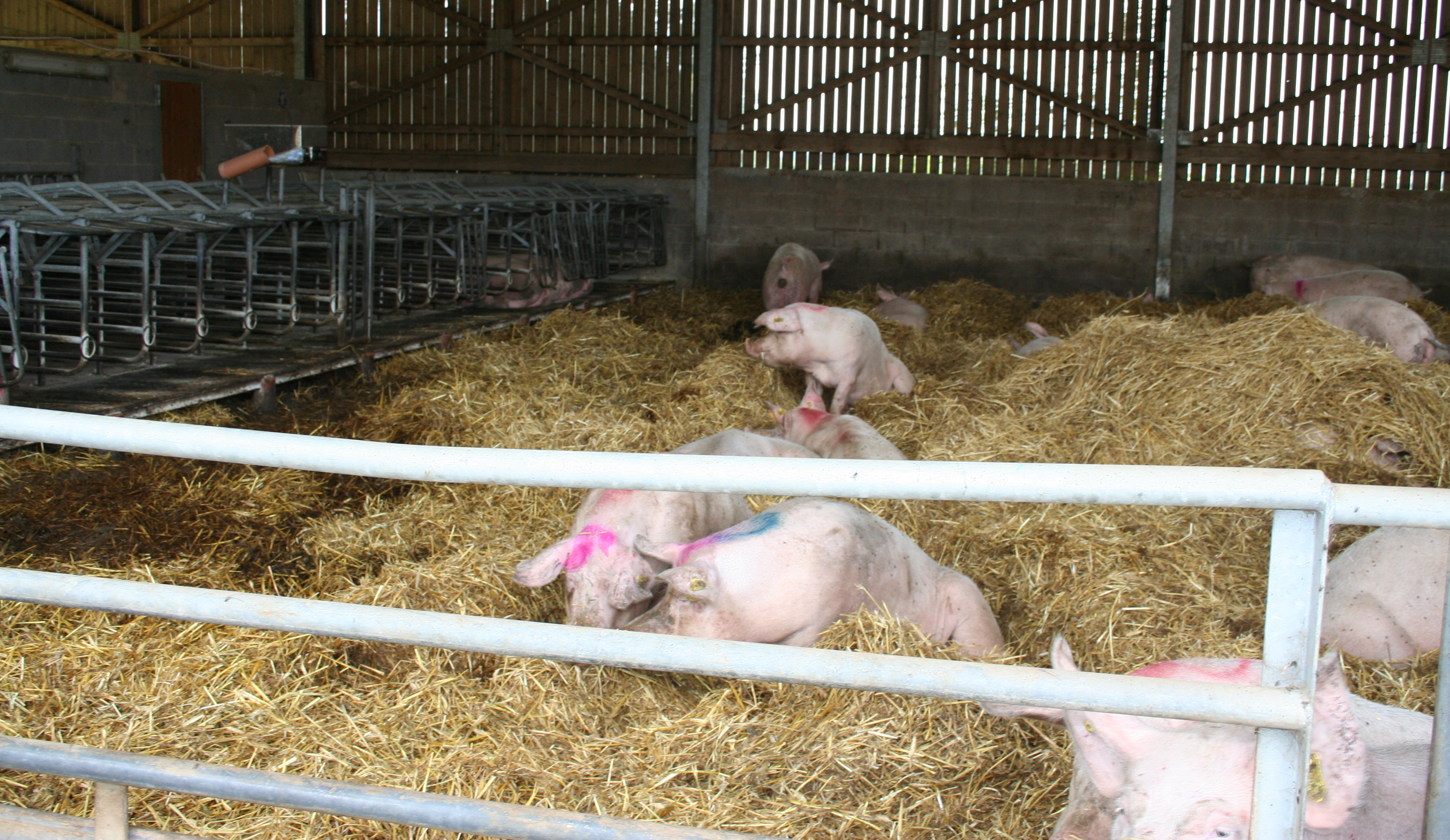 image: "https://agri.bf.uni-lj.si/Enota/html/strokovno/pregonitve/MK-Pripustisce.png