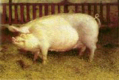 Wyeth, James; Portrait of Pig, 1970, Oil on canvas, 122 x 213 cm