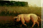 Wyeth, James; Pig and the Train, 1977, Oil on canvas, 61x87 cm